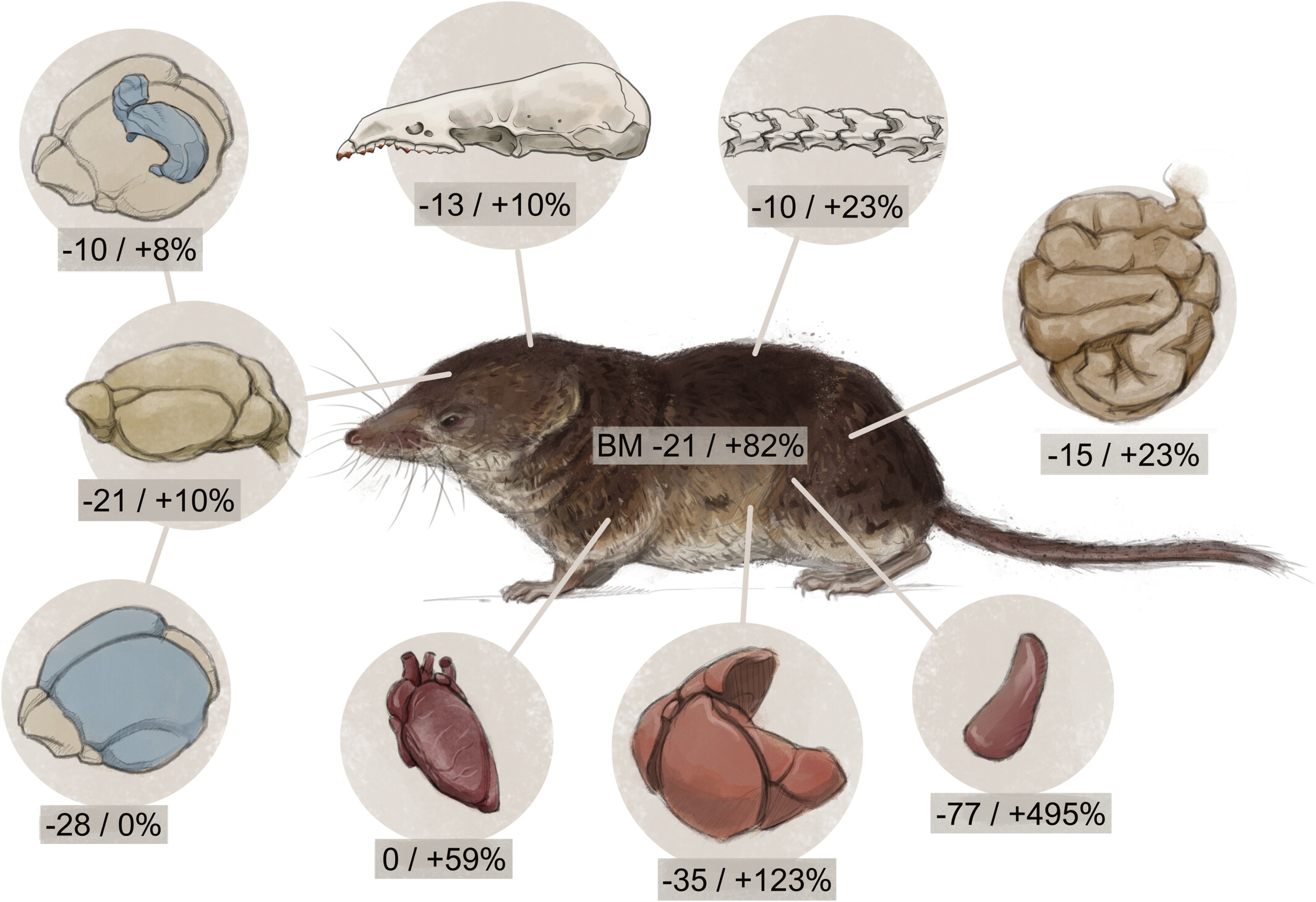 Common shrew under Dehnel phenomenon