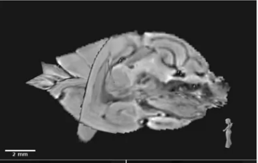 Shrew Brain Atlas