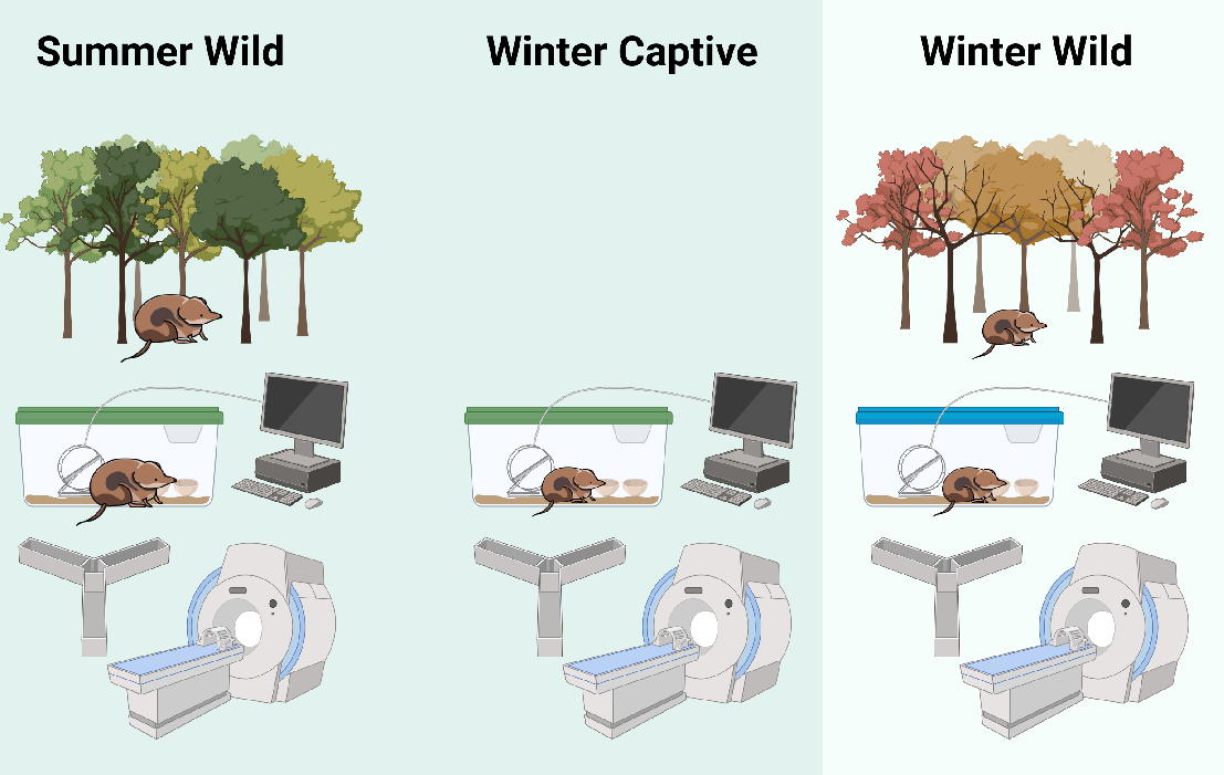 Captivity effects on brain size and cognition